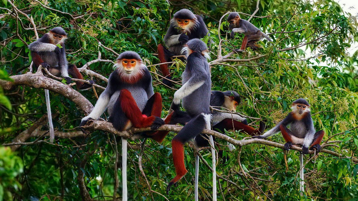 Cuc Phuong Jungle Trek 2 Days